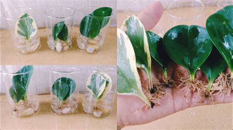 how to propagate peperomia plant